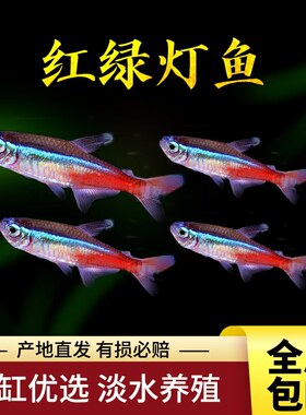 红绿灯鱼，灯科鱼淡水鱼好看群游