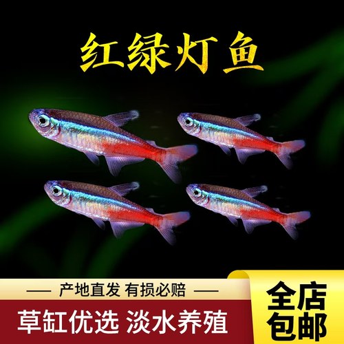 红绿灯鱼，灯科鱼淡水鱼好看群游