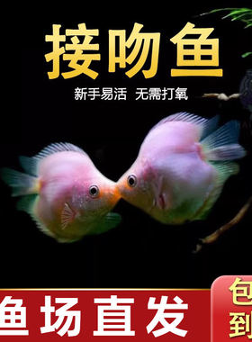 接吻鱼彩群鱼小型热带观赏鱼活鱼七彩活体淡水鱼亲嘴鱼好养易活