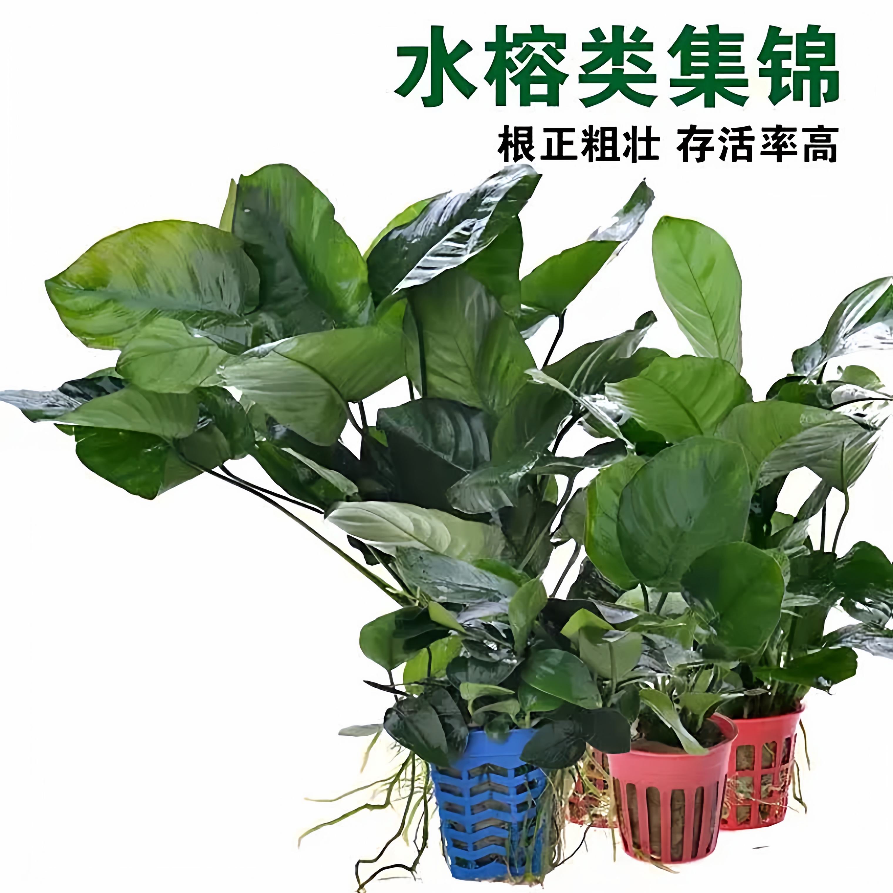 水榕水草鱼缸沉木造景绑黄金榕金