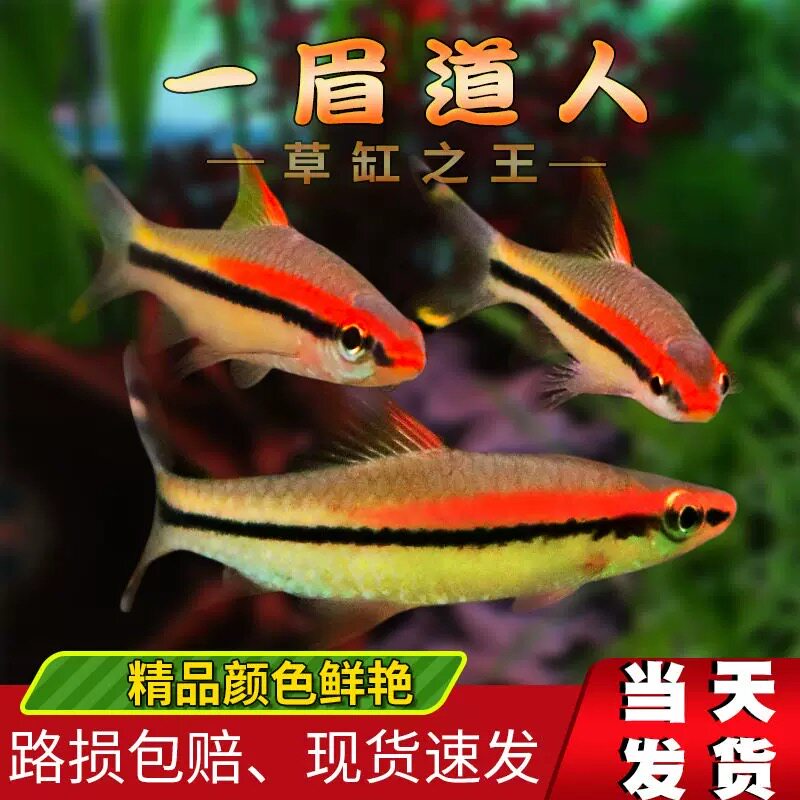 精品一眉道人鱼活体热带观赏鱼群游草缸淡水鱼黑影道人鱼黄化一眉