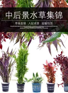 绿菊大宝塔红宫廷蜈蚣草水青竹水