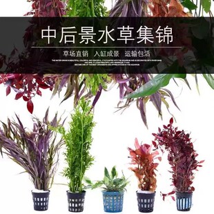 绿菊大宝塔红宫廷蜈蚣草水青竹水族箱鱼缸造景活体水草镊子夹子