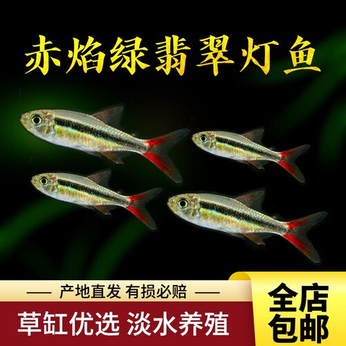 观赏鱼赤焰绿翡翠甜心柠檬灯科热带鱼切灯钻石灯小型鱼活体包活