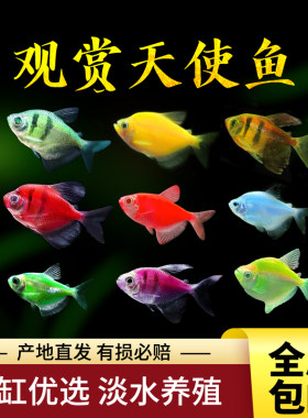 观赏鱼天使鱼红天使绿天使紫天使蓝天使七彩热带鱼活体群游包活
