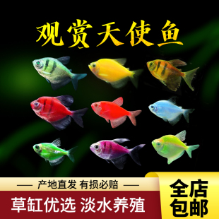 观赏鱼天使鱼红天使绿天使紫天使蓝天使七彩热带鱼活体群游包活