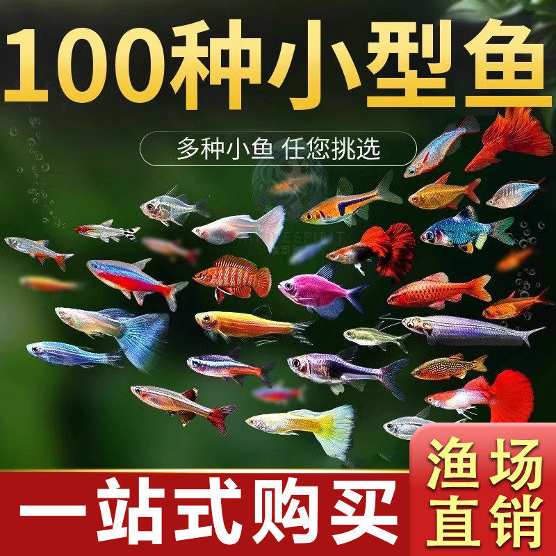 热带观赏鱼好养红绿灯斑马鱼淡水金鱼苗神仙孔雀小型宝莲灯科小鱼