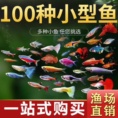 热带观赏鱼好养红绿灯斑马鱼淡水金鱼苗神仙孔雀小型宝莲灯科小鱼