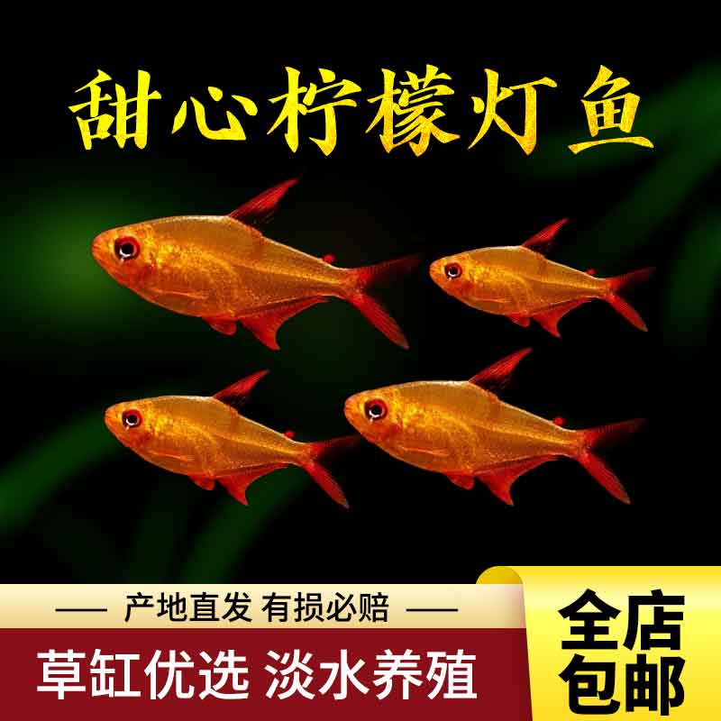 热带鱼淡水养殖甜心柠檬鱼灯科鱼