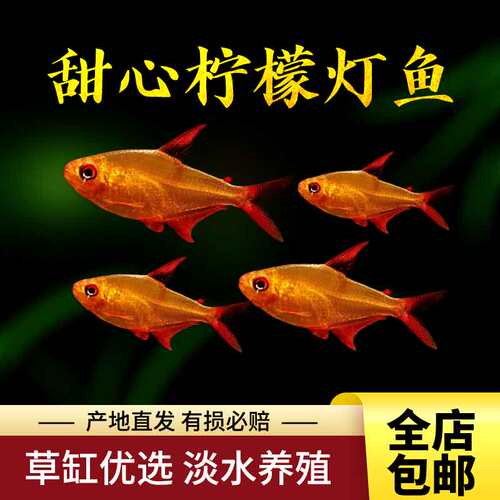 热带鱼淡水养殖甜心柠檬鱼灯科鱼