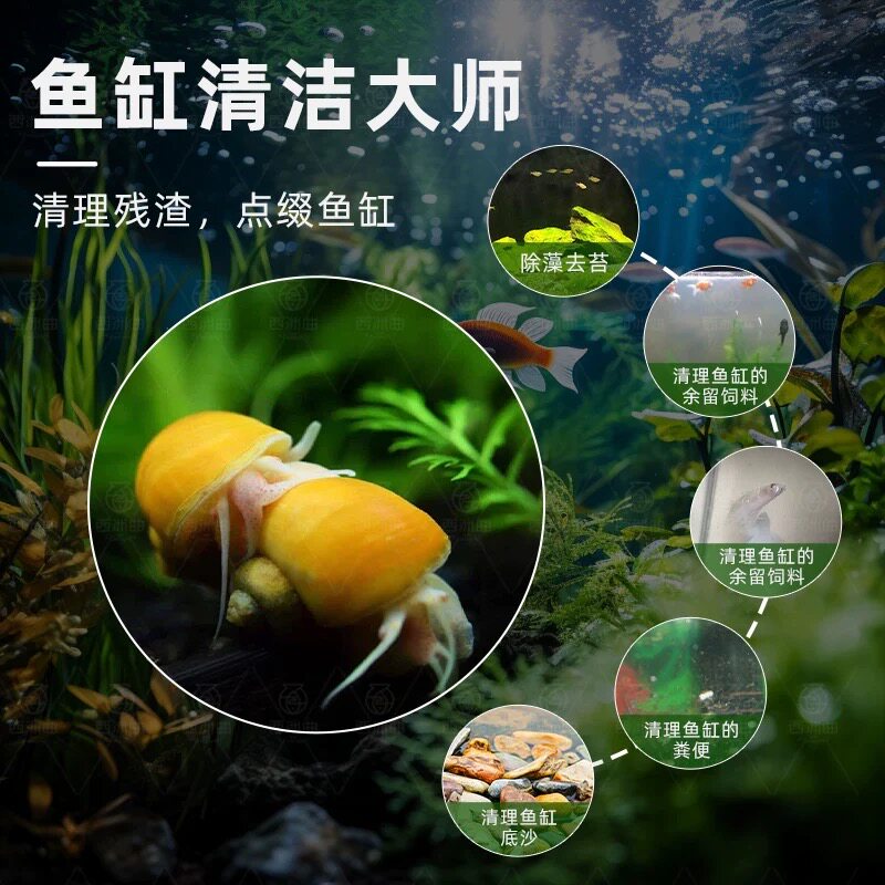 观赏螺淡水苹果螺鱼缸除藻工具吃藻清缸清理小宠物黄金螺大号蜗牛
