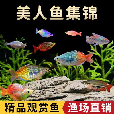 石美人鱼小型热带淡水观赏鱼鸽子刚果电光美人活体好养草缸鱼苗