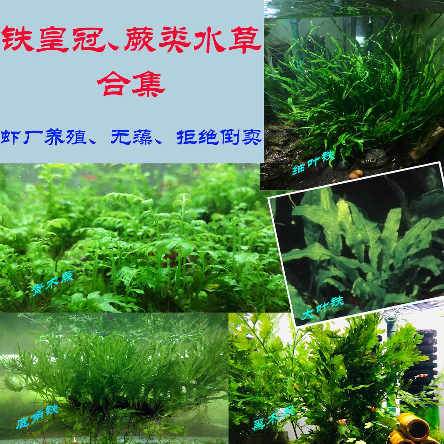 直销丹麦细叶铁鹿角皇冠青木黑幕黑木蕨厥中后景真水草植物鱼缸