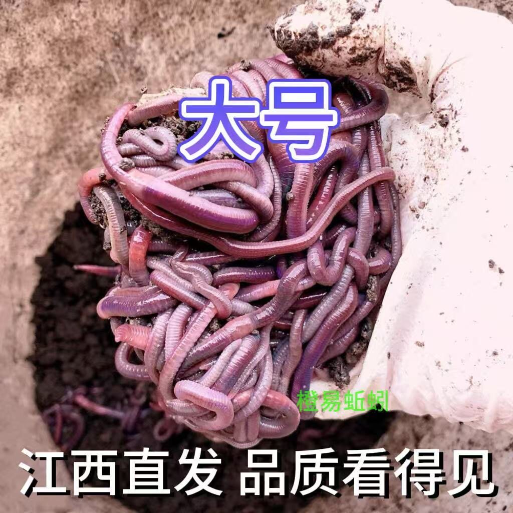蚯蚓活饵鲜活小号大号特大野钓钓鱼大红散装盒装钓鱼饵料图片