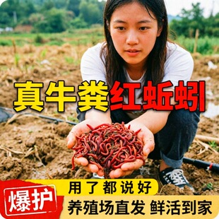 红蚯蚓钓鱼饵料野钓黑坑鲫鱼鲤鱼草鱼饵料打窝料通杀鱼料