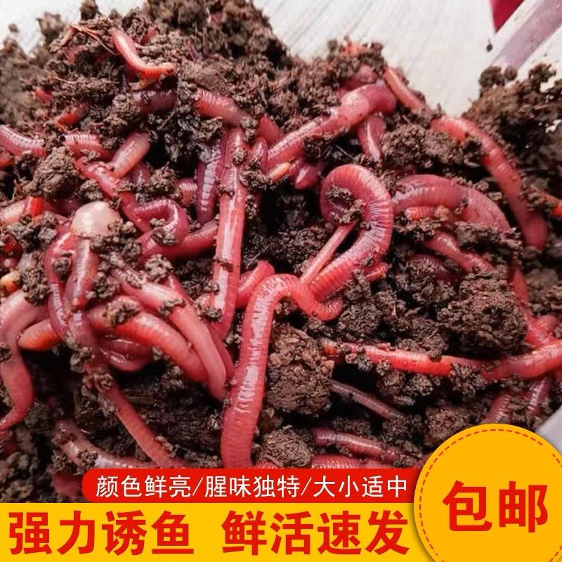 蚯蚓活饵鲜活野钓大号垂钓钓鱼鲫鱼黑坑散装盒装牛粪鱼饵饵料红虫