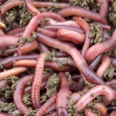 蚯蚓活饵鲜活小号大号特大野钓钓鱼大红散装 牛粪钓鱼饵料 盒装