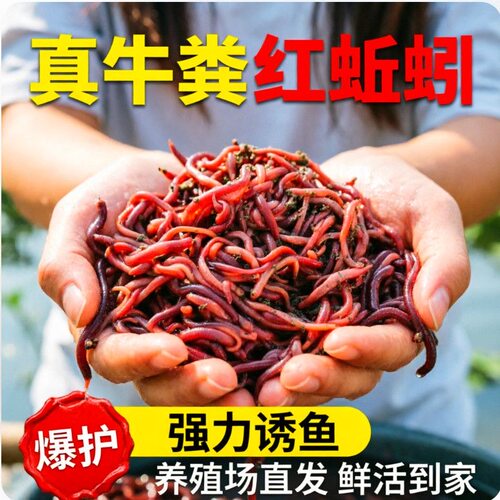 蚯蚓活饵鲜活红虫垂钓鱼饵料鲫鱼鲤鱼野钓黑坑鱼食打窝料通杀鱼料