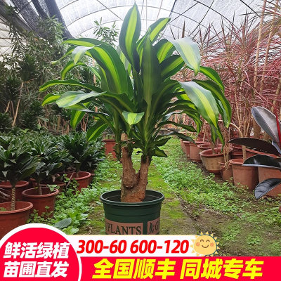 巴西木造型幸运木客厅大盆栽绿植大型室内小植物办公室好养荷花铁