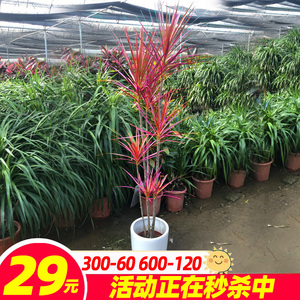 千年木室内客厅盆栽七彩马尾铁绿植大型红色好养易活老桩造型植物