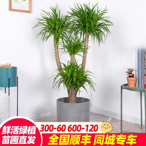 龙血树大型植物多头老桩造型龙须树绿植室内客厅办公室龙铁树盆栽