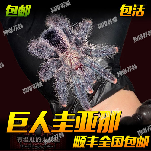 巨人圭亚那粉趾蜘蛛5-6厘米（不是圭亚那粉趾）宠物活体温顺好养