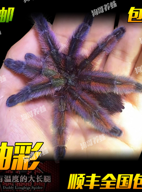 油彩粉红趾活体宠物蜘蛛5-6-13厘米小母粉红色漂亮新手温顺可上手