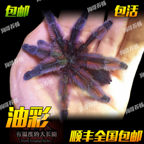 油彩粉红趾活体宠物蜘蛛5-6-13厘米小母粉红色漂亮新手温顺可上手