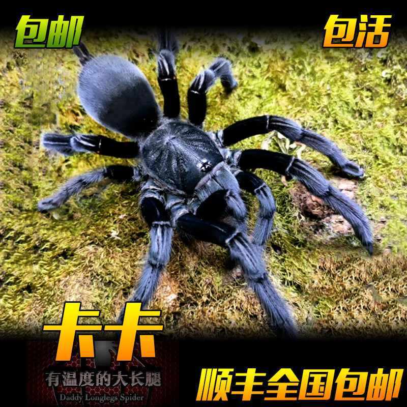 卡恩卡拉黑丝绒地老虎7-15厘米宠物蜘蛛活体国产黑丝绒纯黒色好养