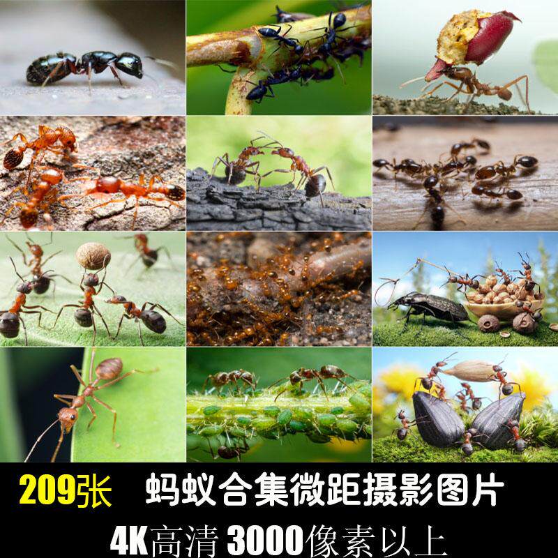 蚂蚁群昆虫野外动物生物黑蚁特写微距摄影照片4K高清JPG图片素材