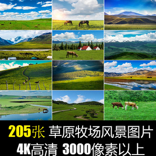草原牛群羊群蒙古包牧场背景色实拍摄影照片自然4K高清晰图片素材