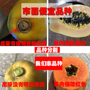 当季 树上自然熟雷州红心冰糖牛奶木瓜带箱10斤 包邮 现摘新鲜水果