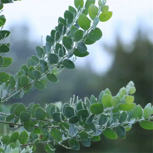 新鲜尤加利叶银色金合欢花店 圣诞花环插花干花鲜花切花家居装饰