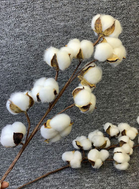 新疆棉花干花混搭花束客厅天然风干永生花仿真花家居装饰diy花艺