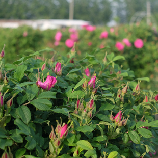 2022新花｛东食集 | 渔山隐 玫瑰花茶｝自然农法  粉白两款／100g