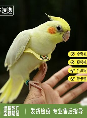 玄凤鹦鹉活鸟会说话鹦鹉幼鸟纯手养玄凤鹦鹉活体黄化宠物观赏鸟类