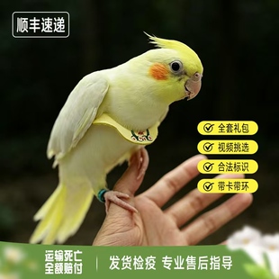 玄凤鹦鹉活鸟会说话鹦鹉幼鸟纯手养玄凤鹦鹉活体黄化宠物观赏鸟类