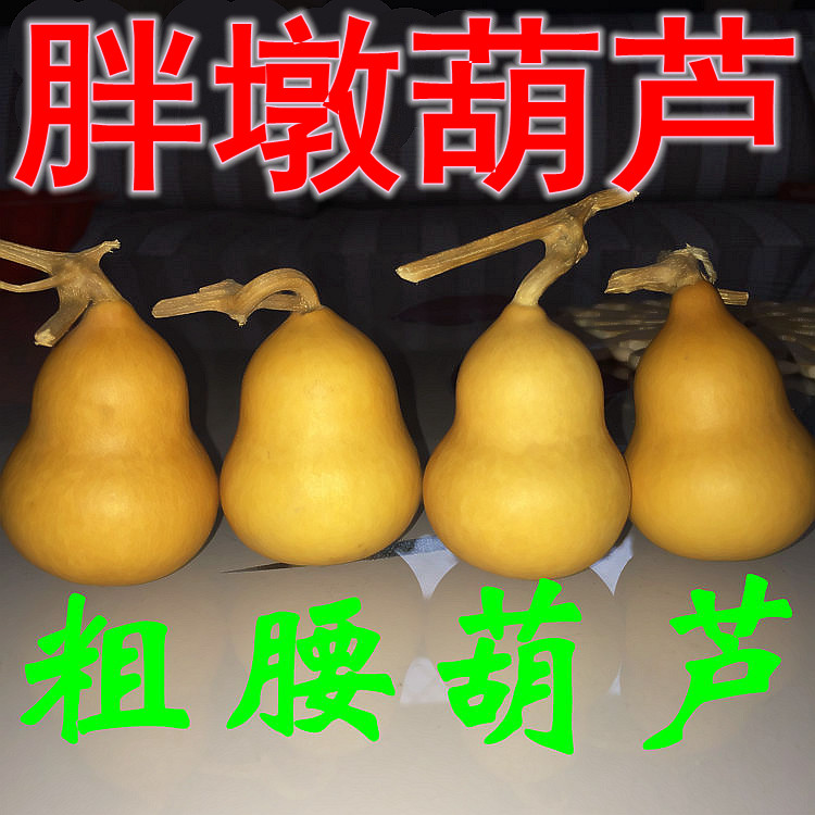 美国铁包金手捻葫芦胖墩专用