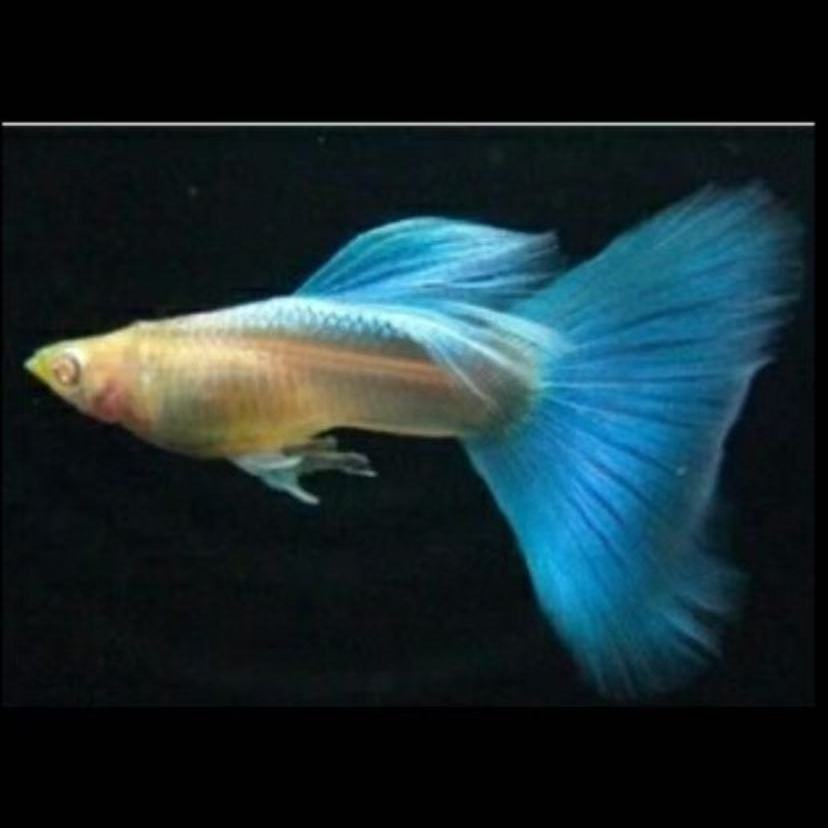 天空蓝孔雀鱼 热带鱼观赏鱼 活体耐养