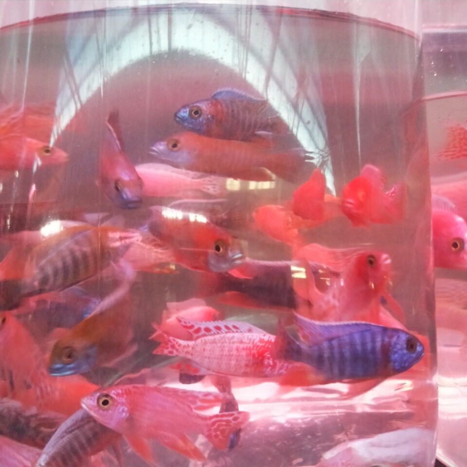 杂马鲷  op孔雀 火艳红 火鸟 花花公子 鲷科鱼 宠物鱼 热带鱼