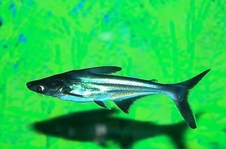 蓝鲨鲨鱼观赏鱼虎鲨淡水