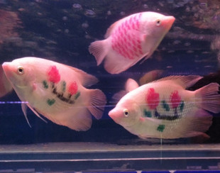 梅花招财鱼 观赏鱼 风水招财鱼 战船鱼 梅花鱼 发财鱼 观赏鱼