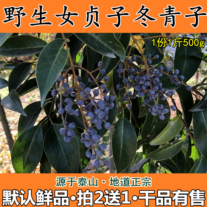 新鲜女贞子女贞实冬青子爆格蚤白蜡树子鼠梓子中药材干品500g包邮