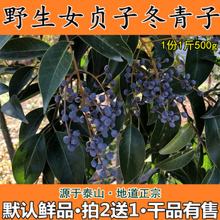 新鲜女贞子女贞实冬青子爆格蚤白蜡树子鼠梓子中药材干品500g包邮