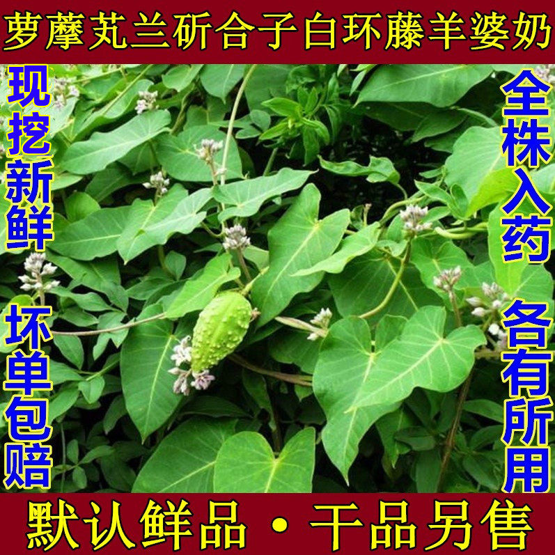 新鲜萝藦天浆壳蔓藤草奶合藤土古藤奶浆藤白环藤老瓜瓢瓜瓜瓢包邮