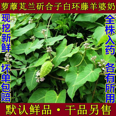 野生新鲜天浆蔓藤草奶罐头