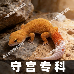 异宠医生在线守宫咨询问诊24小时睫角守宫蜥蜴豹纹鬃狮蜥爬宠生病