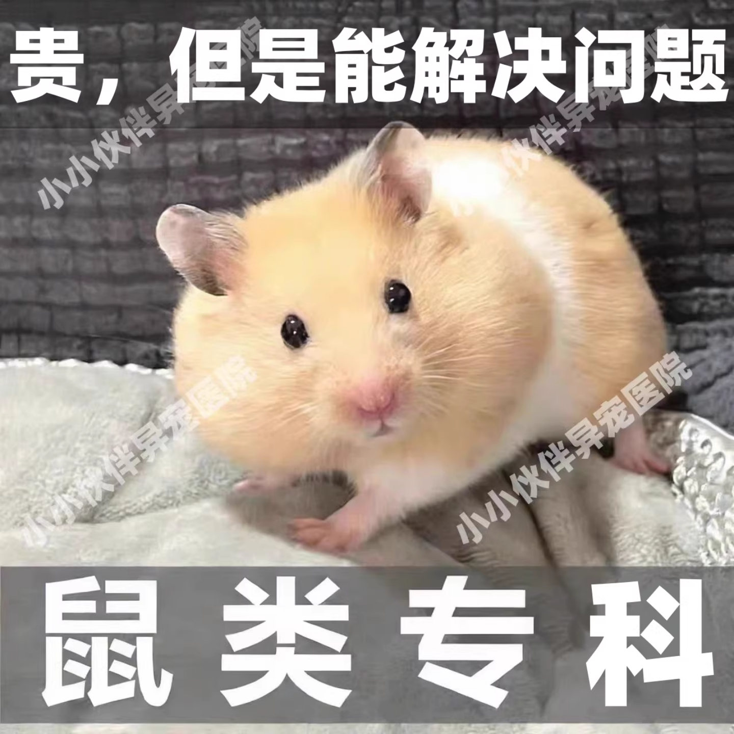 异宠医生线上咨询24小时小香猪荷兰猪仓鼠医生花枝鼠兔子问诊看病
