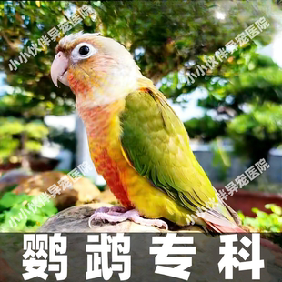 鹦鹉问诊鸟医生在线诊疗中心咨询异宠治疗生病看病虎皮牡丹玄凤