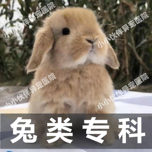 异宠医生问诊兔病与预防24小时金丝熊兔子疾病咨询侏儒兔咨询胀气
